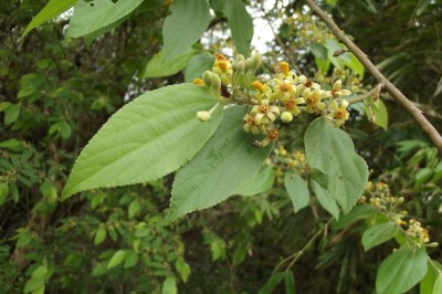 Cây dược liệu cây Cò ke quả có lông, Cò ke lá sếu - Grewia eriocarpa Juss (O. celtidifolia juss)