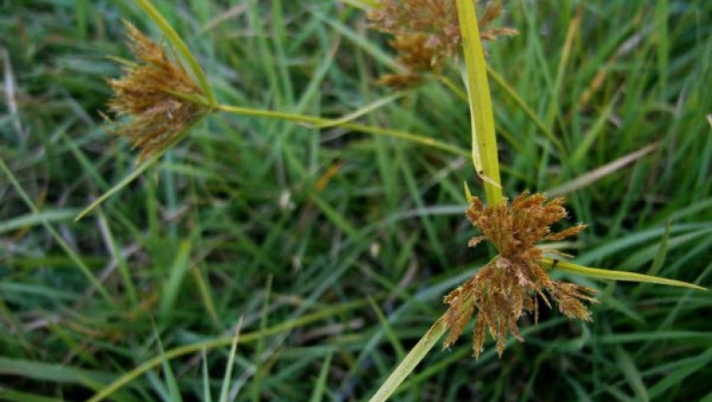 Cây dược liệu cây Cỏ ken, Cói trục dài nhiều bông, Cú ma - Pycreus polystachyos (Rottb.) P. Beauv (Cyperus polystachyos Rottb.)