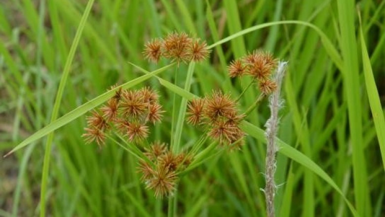 Cây dược liệu cây Cói tương bông rậm, Cói cạnh, Lác ba đào - Mariscus compactus (Retz.) Druce (Cyperus compactus Retz.)