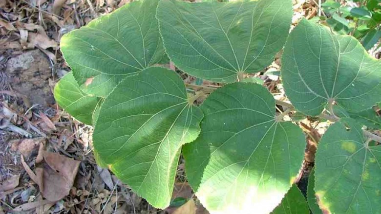 Cây dược liệu cây Cò kè Á châu - Grewia asiatica L