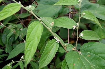 Cây dược liệu cây Cò ke lông - Grewia hirsuta Vahl