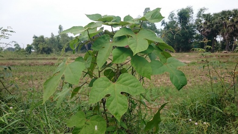 Cây dược liệu cây Cò ke lá ké - Grewia urenaefolia (Pierre) Gagnep