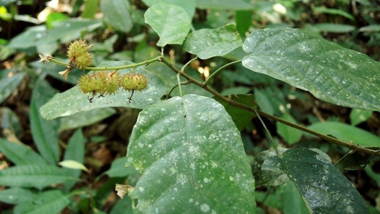 Cây dược liệu cây Chóc móc, Chóc mót, Gió - Mallotus oblongifolius (Miq) Muell - Arg.(M. furetianus Muell - Arg)