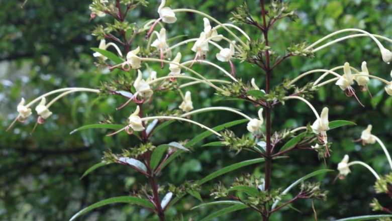 Cây dược liệu cây Chỉ thiên giả, Nam tiền hồ - Clerodendrum indicum (L.) O. Ktze