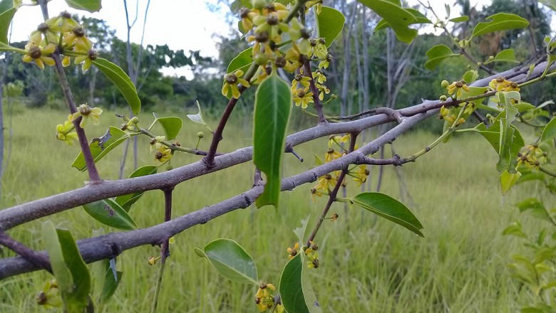 Cây dược liệu cây Chóc máu, Chóp máu Trung Quốc - Salacia chinensis L (S .prinoides (Willd) DC)