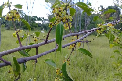 Cây dược liệu cây Chóc máu, Chóp máu Trung Quốc - Salacia chinensis L (S .prinoides (Willd) DC)