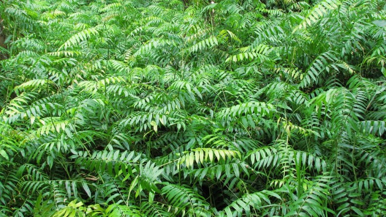 Cây dược liệu cây Choại, Chại, Chạy - Stenochlaena palustris (Brm f.) B