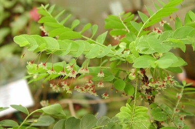 Cây dược liệu cây Chó đẻ dáng đẹp, Diệp hạ châu dẹp - Phyllanthus pulcher Wall ex Muell- Arg