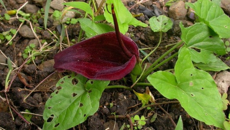 Cây dược liệu cây Chóc ri, Bán hạ rễ - Typhonium divaricatum (L.) Decne)