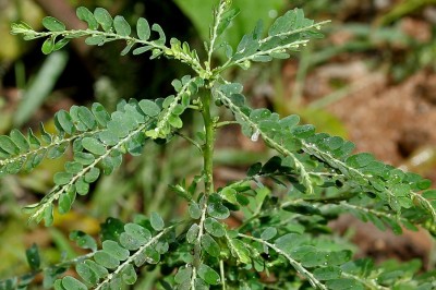 Cây dược liệu cây Chó đẻ thân xanh, Chó đẻ răng cưa - Phyllanthus amarus Schum et Thonn