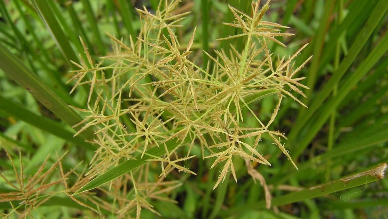 Cây dược liệu cây Cói nước, Lác nước - Cyperus malaccensis Lam