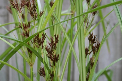 Cây dược liệu cây Cỏ gấu dài, Cỏ cú - Cyperus longus L