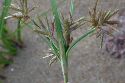 Cây dược liệu cây Cỏ gấu biển. Cỏ cú biển, Cú chồi- Cyperus stoloniferus Ret.z.