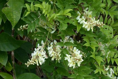 Cây dược liệu cây Cổ dải, Cây bả ruồi - Milletia eberhardtia Gagnep