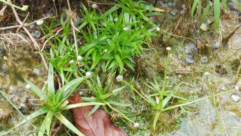 Cây dược liệu cây Cỏ dùi trống, Cốc tinh thảo - Eriocaulon sexangulare L