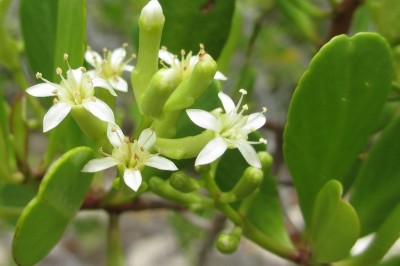 Cây dược liệu cây Cọc vàng, Cọc trắng - Lumnitzera racemosa Willd