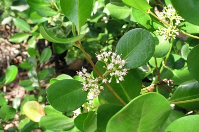Cây dược liệu cây Côi - Scyphiphora hydrophyllacea Gaertn. f