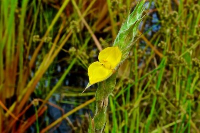 Cây dược liệu cây Cỏ đuôi lươn, Bối bối, Ðũa bếp - Philydrum lanuginosum Banks et Sol. ex Gaertn