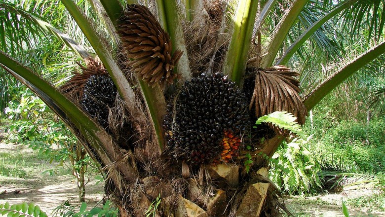 Cây dược liệu cây Cọ dầu, Dừa dầu - Elaeis guineensis Jacq