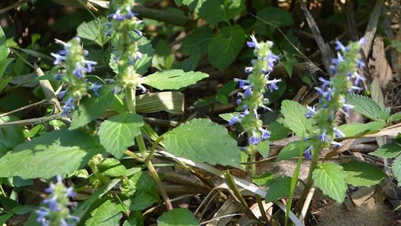 Cây dược liệu cây Cỏ gân cốt hạt to - Ajuga macrosperma Wall. ex Benth