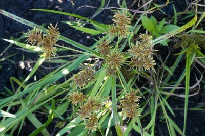 Cây dược liệu cây Cỏ gấu ăn - Cyperus esculentus L