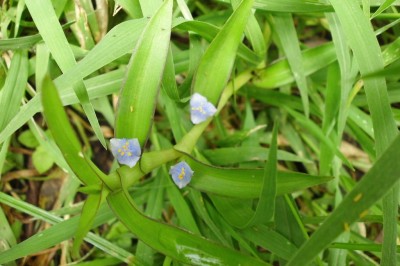 Cây dược liệu cây Cỏ đầu rìu hoa nách, Bích trai nách - Cyanotis axillaris D., Don