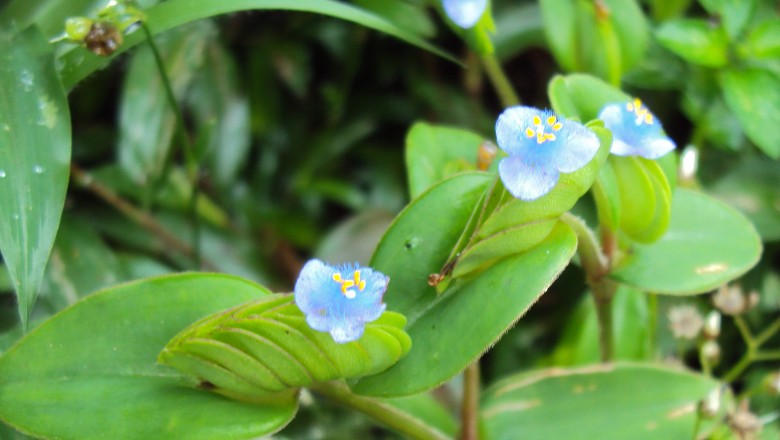 Cây dược liệu cây Cỏ đầu rìu, Bích trai mồng - Cyanotis cristata (L) D. Don