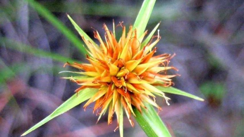 Cây dược liệu cây Cói đầu hồng, Chuỷ tơ đỏ - Rhynchospora rubra (Lour.) Makino