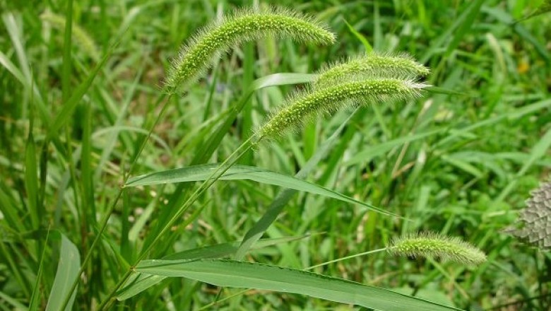 Cây dược liệu cây Cỏ đuôi chó - Setaria viridis (L) P. Bcauv