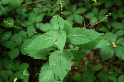 Cây dược liệu cây Cỏ diệt ruồi, Thấu cốt - Phryma leptostachya L. var. asiatica Hara