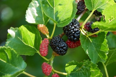 Đây là lý do vì sao đàn ông dùng quả dâu tằm ta nhiều vậy