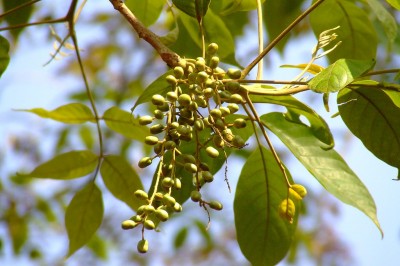 Cây dược liệu cây Cóc chuột, - Lannea coromandelica (Houtt.) Merr. (L. grandis (Dennst.) Engl.)