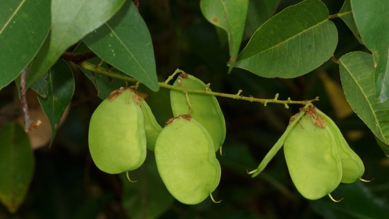 Cây dược liệu cây Cóc kèn, Cóc kèn nước - Derris trifoliata Lour