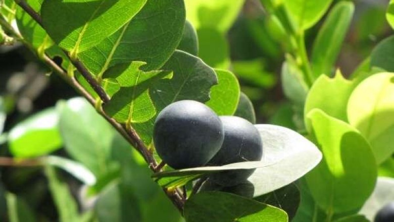 Cây dược liệu cây Cocoa - Chrysobalanus icaco L