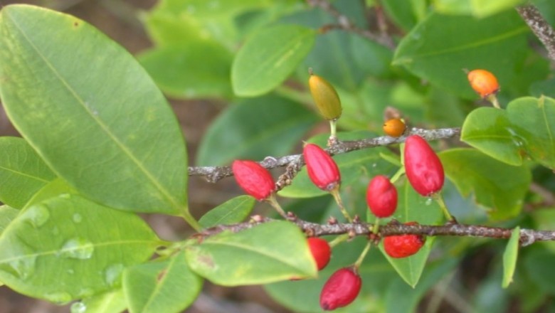 Cây dược liệu cây Coca - Erythroxylum coca Lam