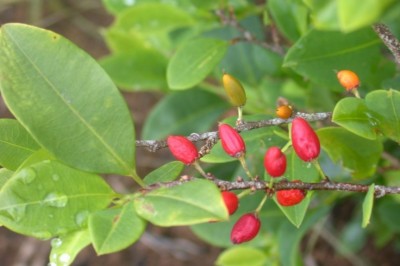 Cây dược liệu cây Coca - Erythroxylum coca Lam