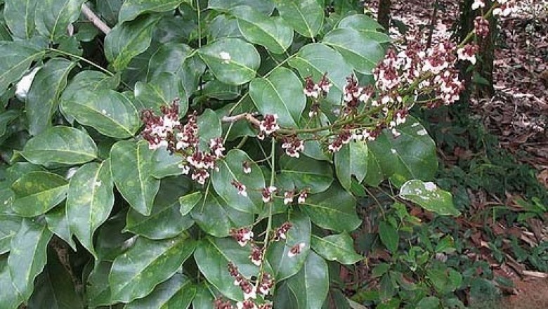 Cây dược liệu cây Cóc kèn chùy dài, Dây cóc - Derris thyrsiflora (Benth.) Benth