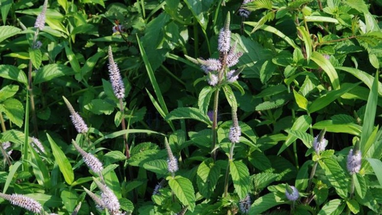 Cây dược liệu cây Cò cò, Ngổ rừng, Tu hùng tai - Pogostemon auricularius L. Hassk (Dysophylla auricularius (L.)