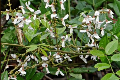 Cây dược liệu cây Cóc kèn leo - Derris scandens (Roxb.) Benth