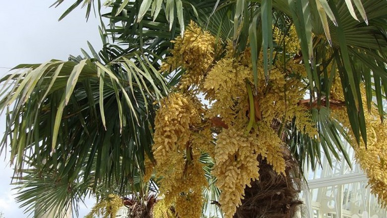 Cây dược liệu cây Cọ cảnh - Trachycarpus fortunei (Hook.f.) H.Wendl