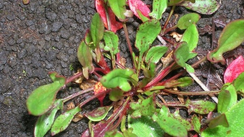 Cây dược liệu cây Chút chít, Toan thảo - Rumex acetosella L