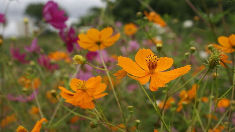 Cây dược liệu cây Chuồn chuồn - Cosmos sulphureus Cav