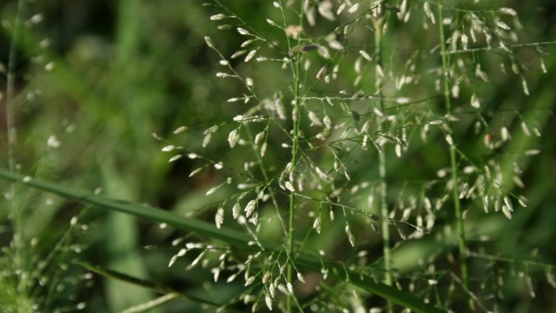 Cây dược liệu cây Cỏ bông, Cỏ bông trắng - Eragrostis tenella (L.) P Beauv E. amabilis Wight et Arn)