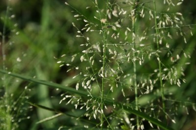 Cây dược liệu cây Cỏ bông, Cỏ bông trắng - Eragrostis tenella (L.) P Beauv E. amabilis Wight et Arn)