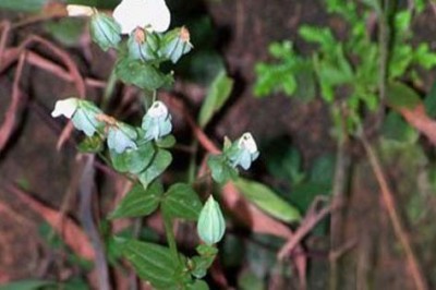 Cây dược liệu cây Cỏ bươm bướm, Can chéo - Canscora decussata (Roxb.) Roem. et Schult