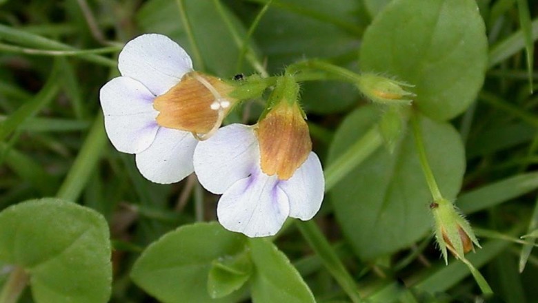 Cây dược liệu cây Cỏ bướm trắng, Tô liên rãy - Legazpia polygonoides (Benth) Yamaz. (Torenia polygonoides Benth)