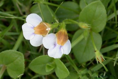 Cây dược liệu cây Cỏ bướm trắng, Tô liên rãy - Legazpia polygonoides (Benth) Yamaz. (Torenia polygonoides Benth)