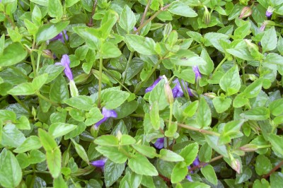 Cây dược liệu cây Cỏ bướm, Ngổ dại - Torenia asiatica L.