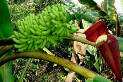 Cây dược liệu cây Chuối rừng, Chuối hoang nhọn - Musa acuminata Colla