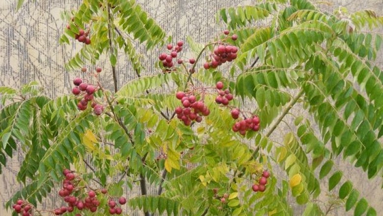 Cây dược liệu cây Chùm hôi trắng, Cà ri, Xan tróc - Murraya koenigii (L.) Spreng